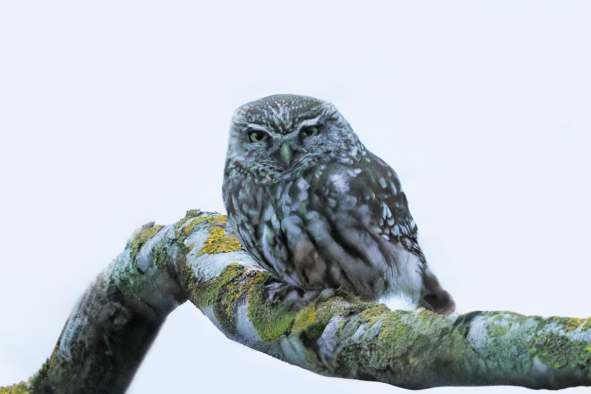 Little Owl - ML632922044
