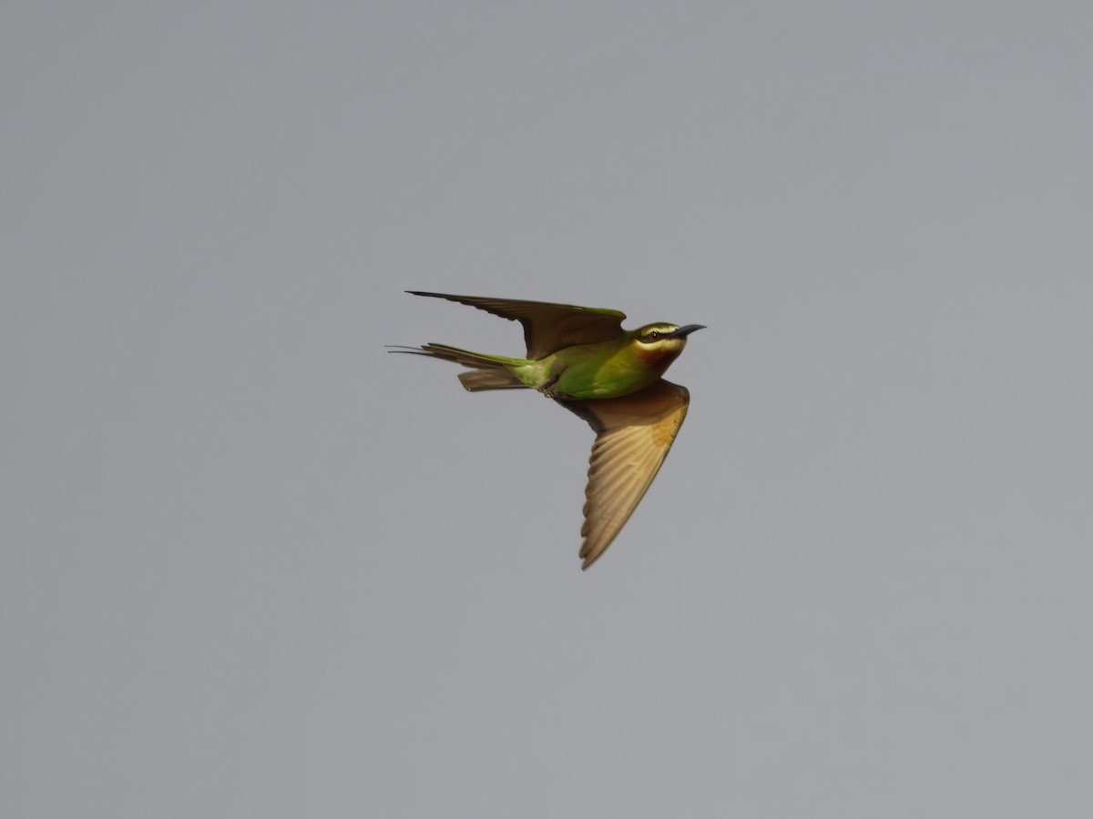 Olive Bee-eater - ML632922067