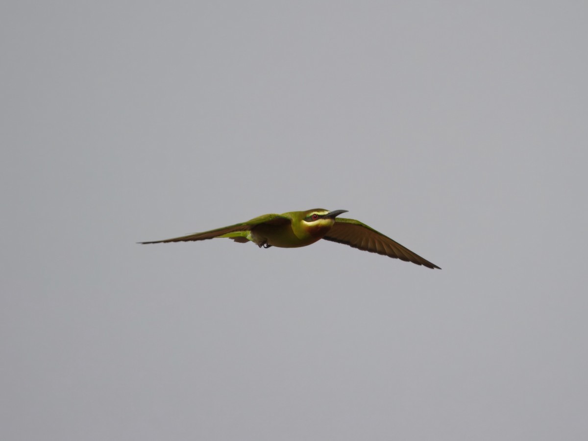 Olive Bee-eater - ML632922069