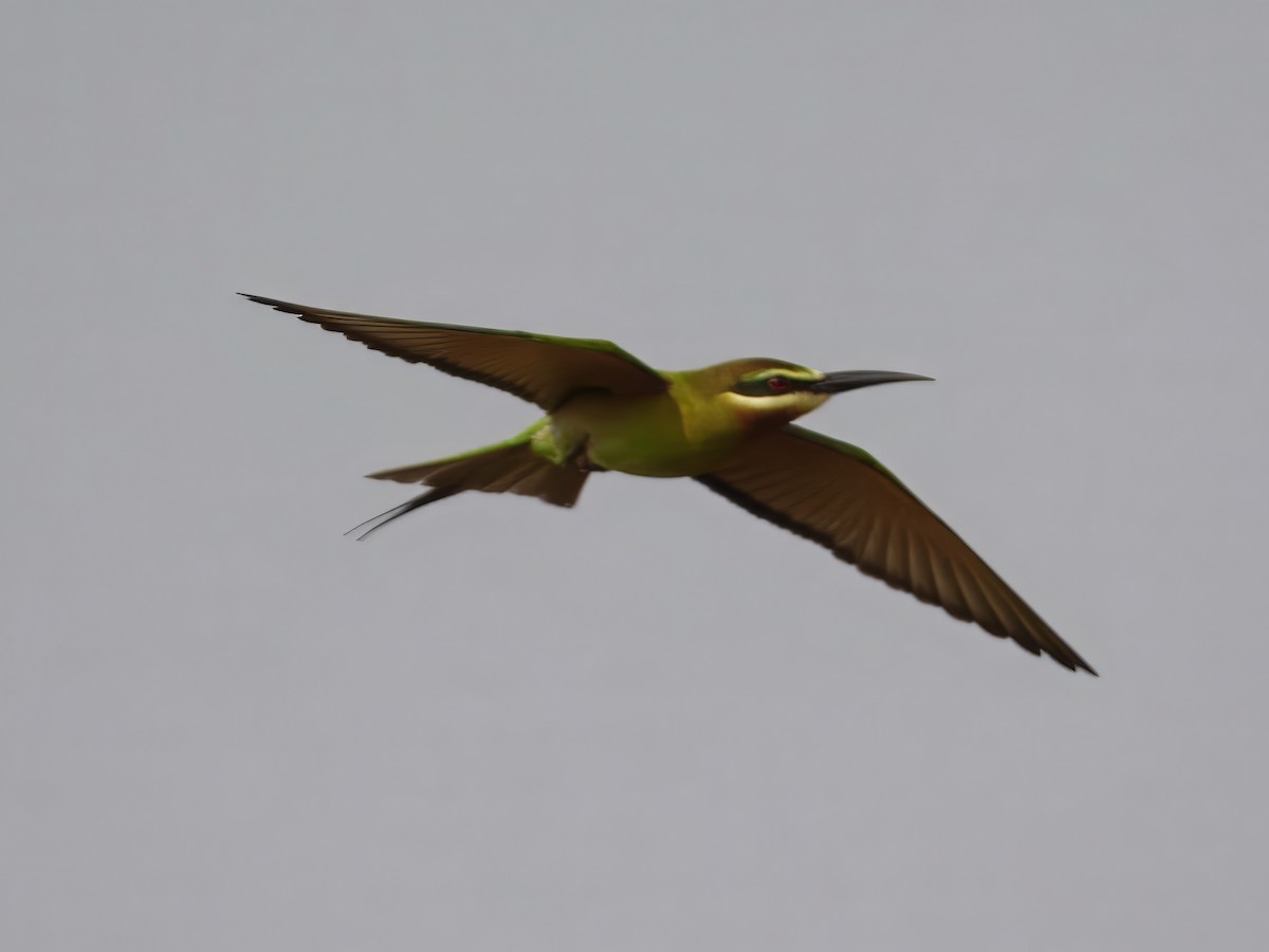 Olive Bee-eater - ML632922071