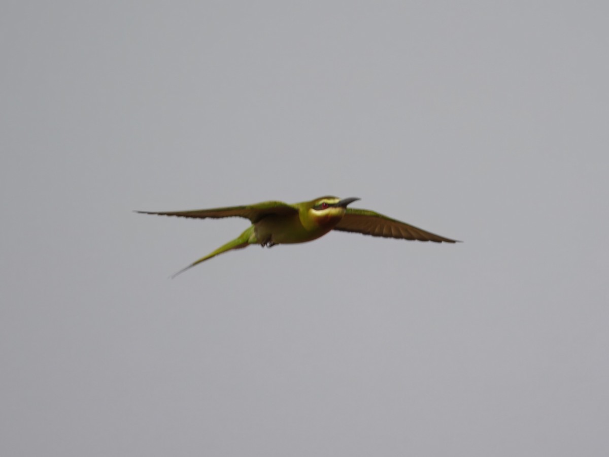 Olive Bee-eater - ML632922072