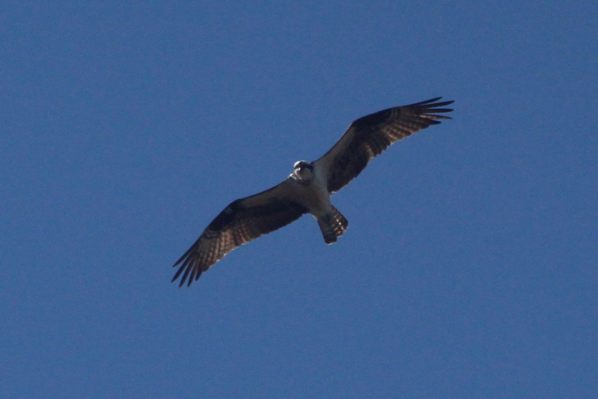 Osprey - ML632922195