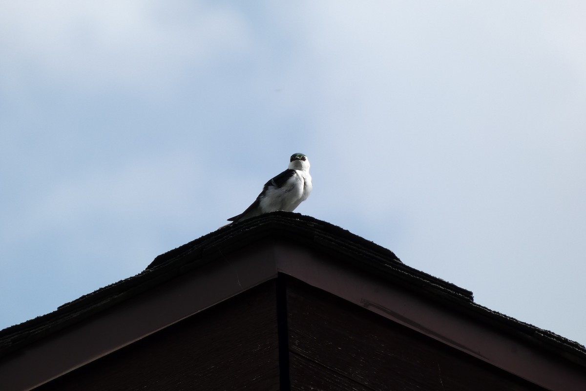 Violet-green Swallow - ML632922478