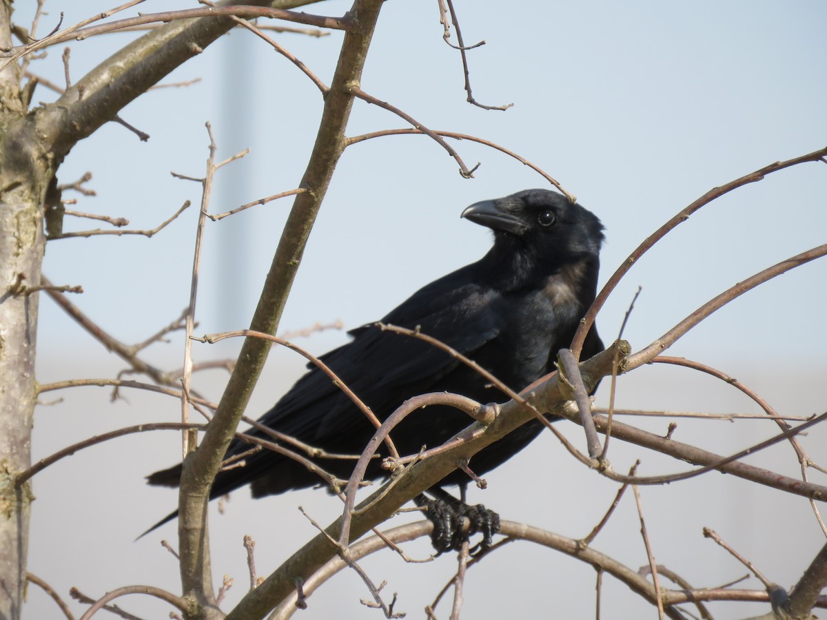 Fish Crow - ML632922490