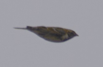 ostružka severní - ML632922824