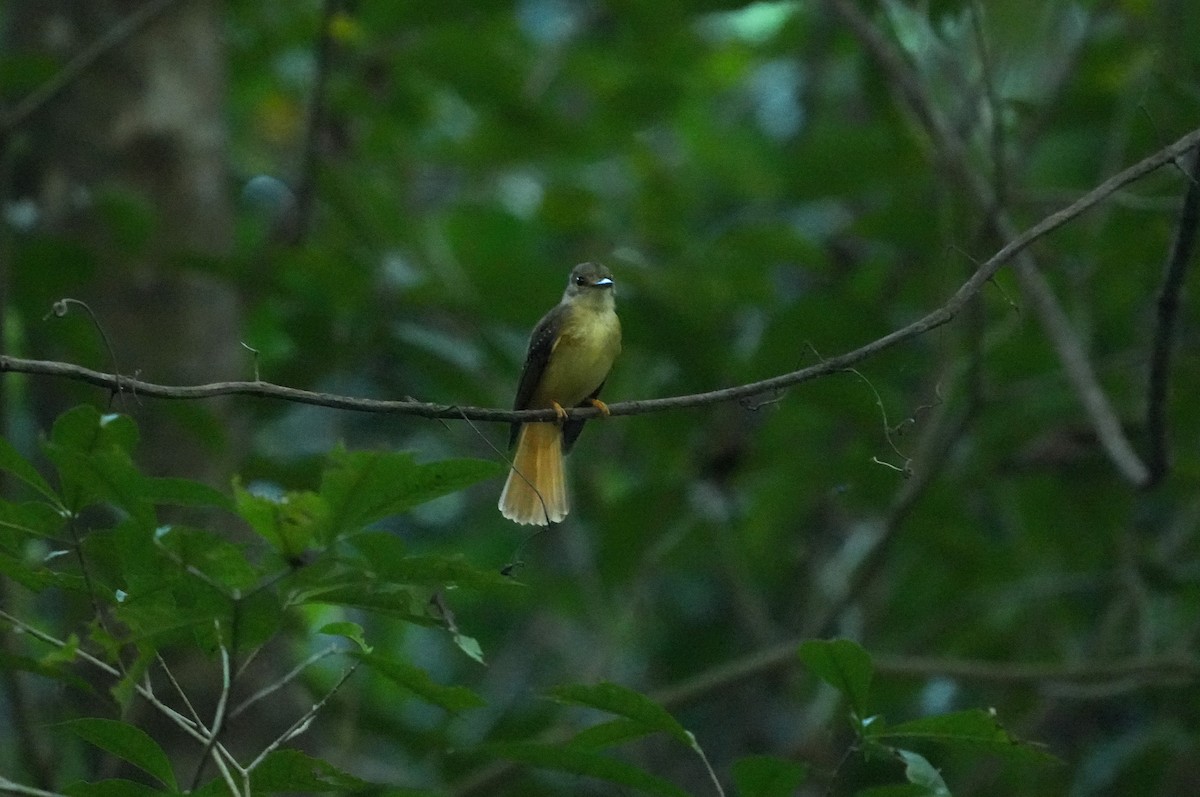 Tropical Royal Flycatcher (Northern) - ML632922914
