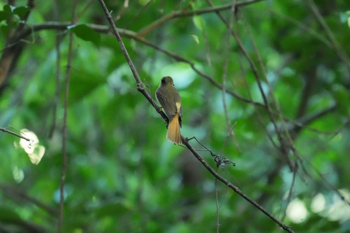 Tropical Royal Flycatcher (Northern) - ML632922915