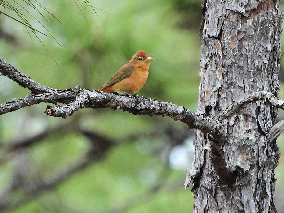 Summer Tanager - ML632922964