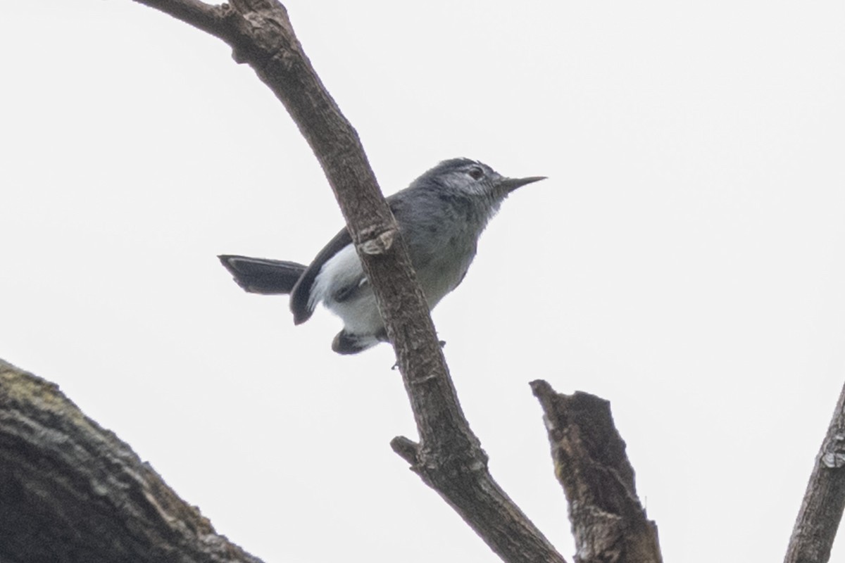 Slate-throated Gnatcatcher - ML632923040