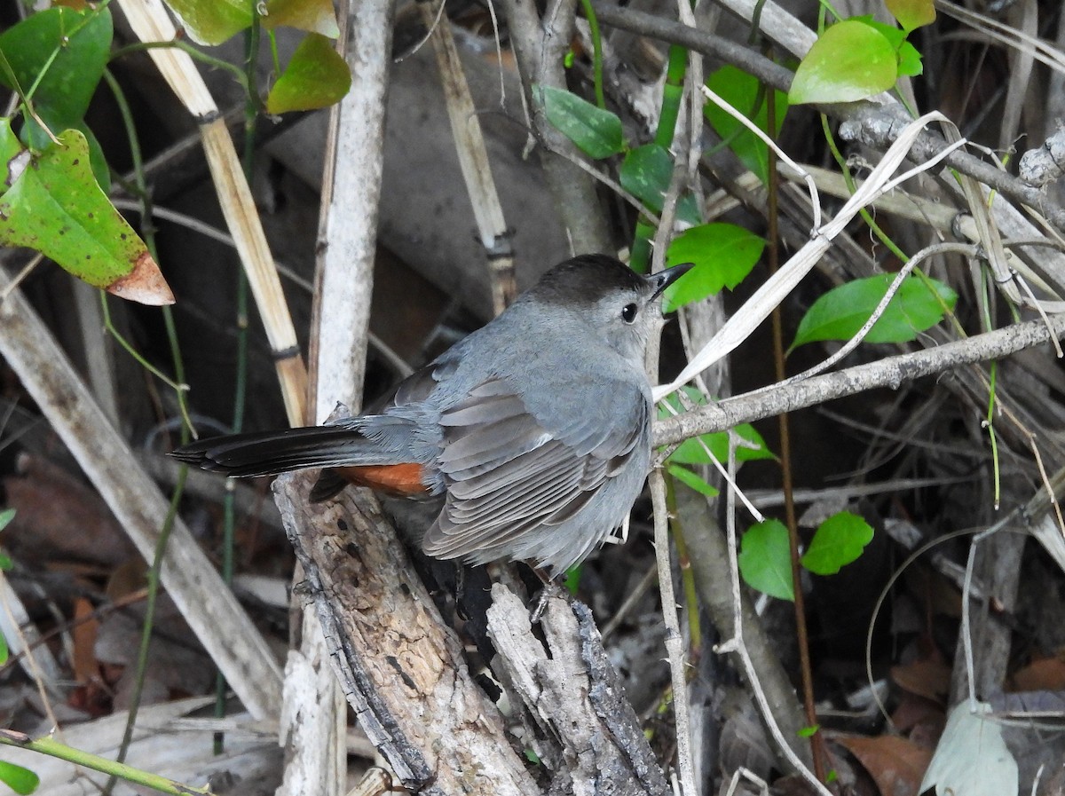 Gray Catbird - ML632923150