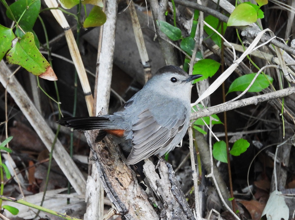 Gray Catbird - ML632923151