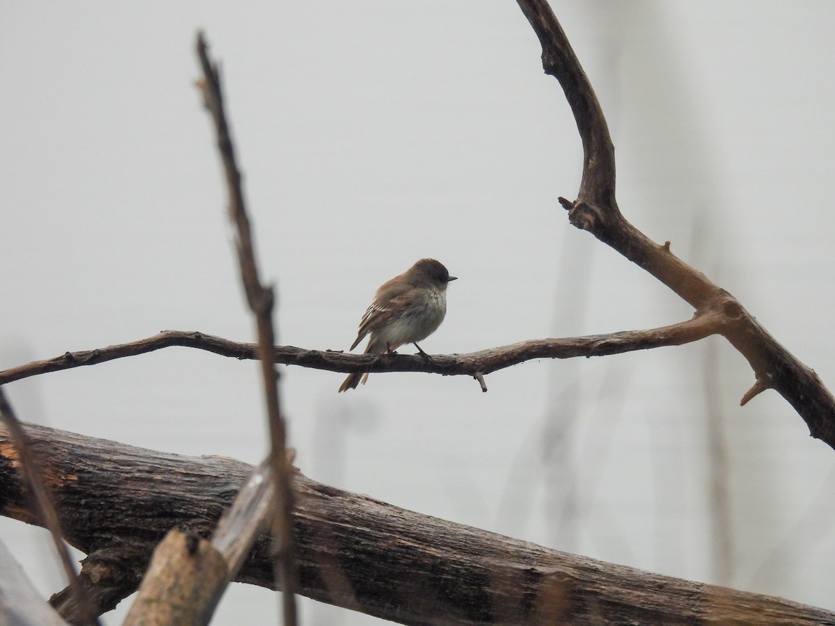 Eastern Phoebe - ML632923358