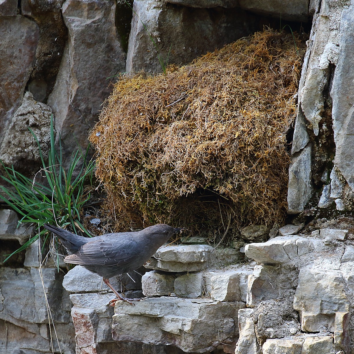 American Dipper - Dan Vickers