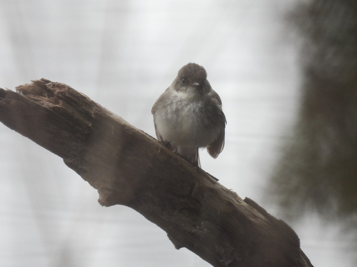 Eastern Phoebe - ML632923414
