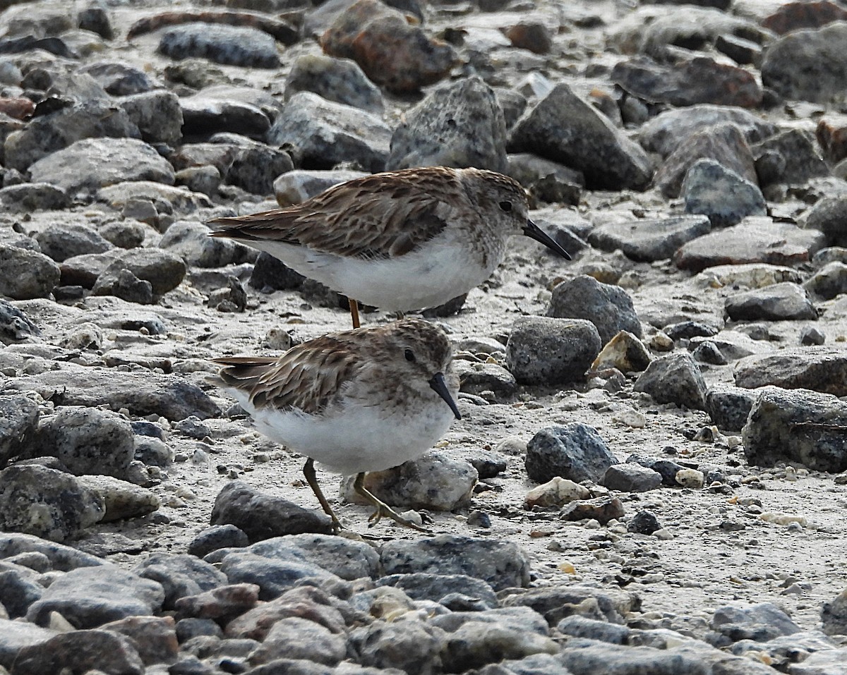 Least Sandpiper - ML632923426