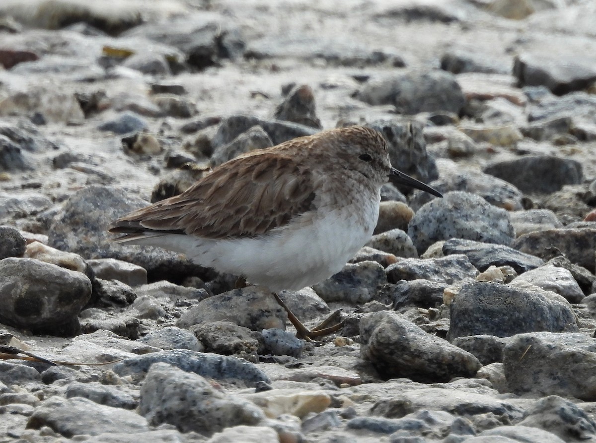 Least Sandpiper - ML632923427