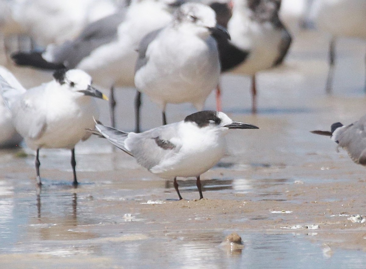 Эгэл хараалай - ML632923448