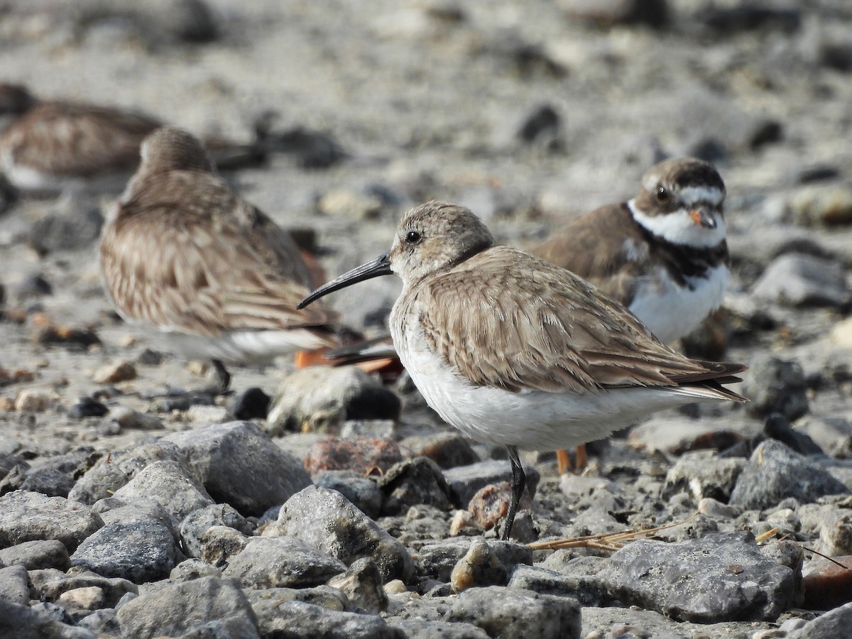 Dunlin - ML632923470