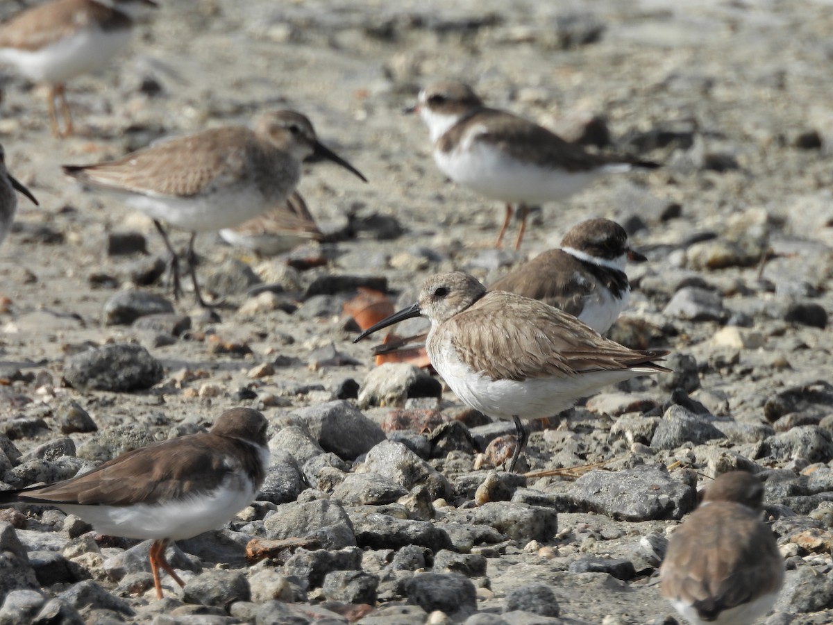 Dunlin - ML632923471