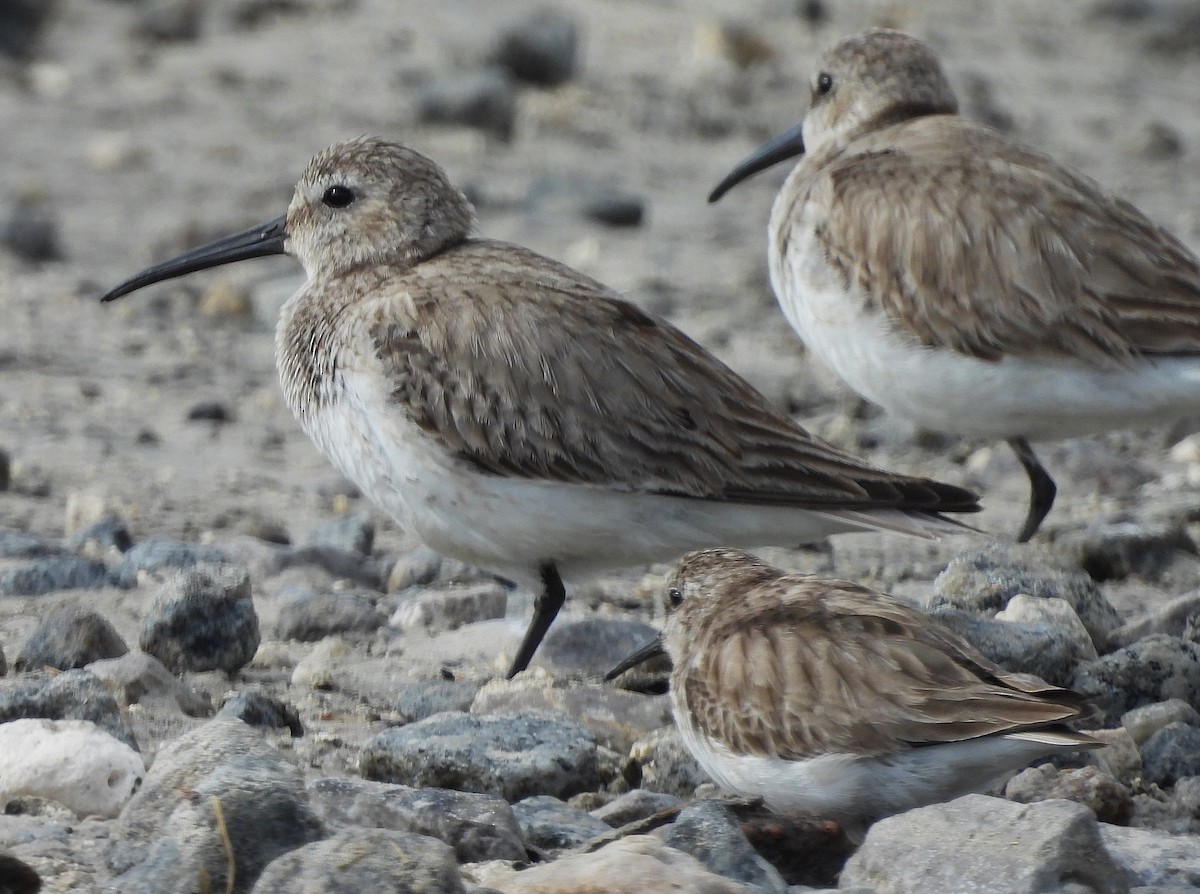 Dunlin - ML632923500