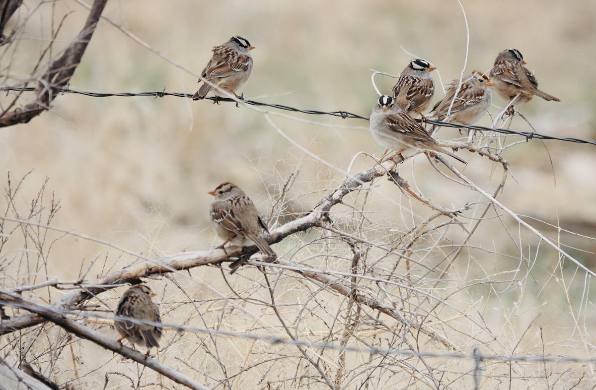 White-crowned Sparrow - ML632923594