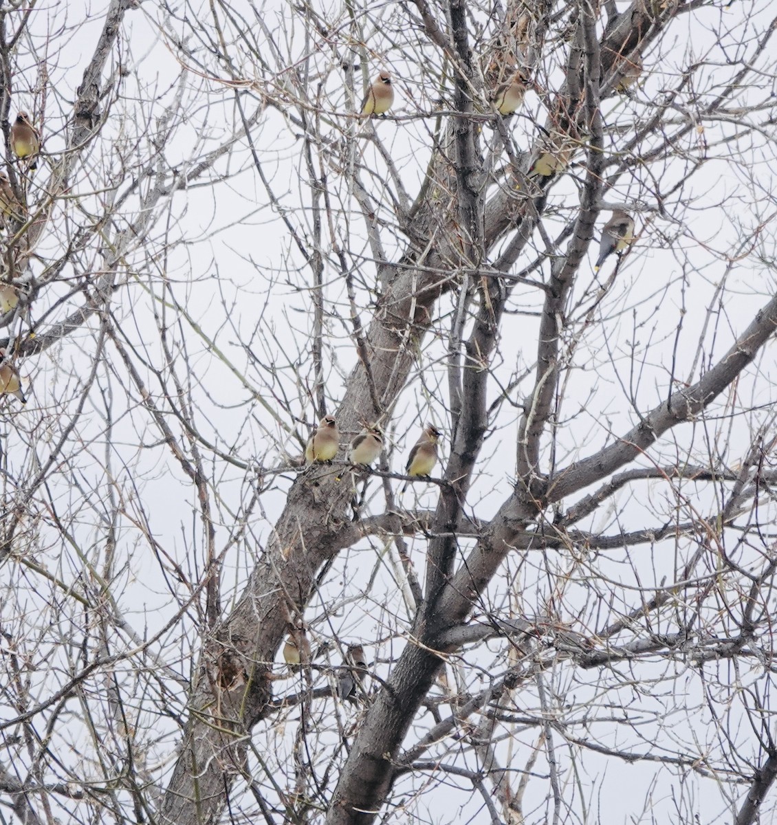 Cedar Waxwing - ML632923693