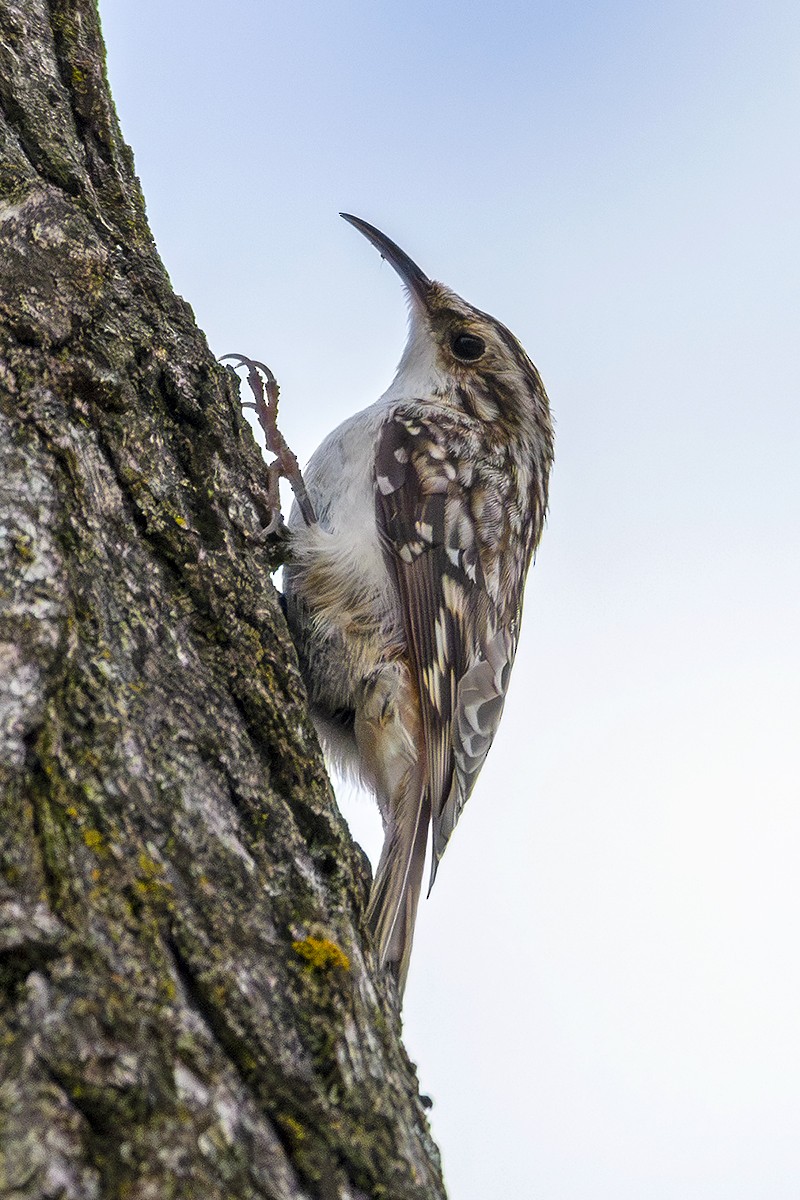 Amerikabaumläufer - ML632923844