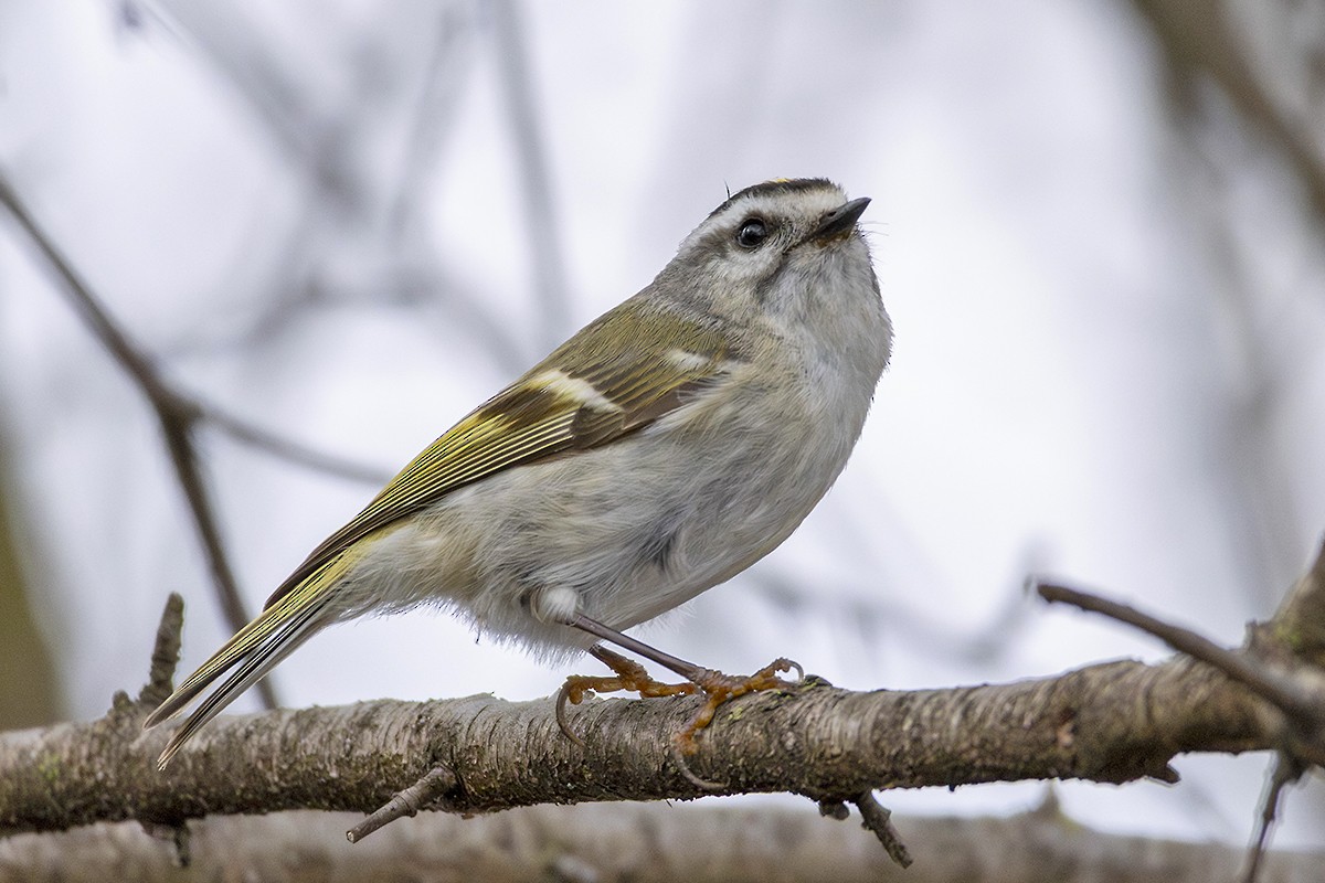 Indianergoldhähnchen - ML632923857
