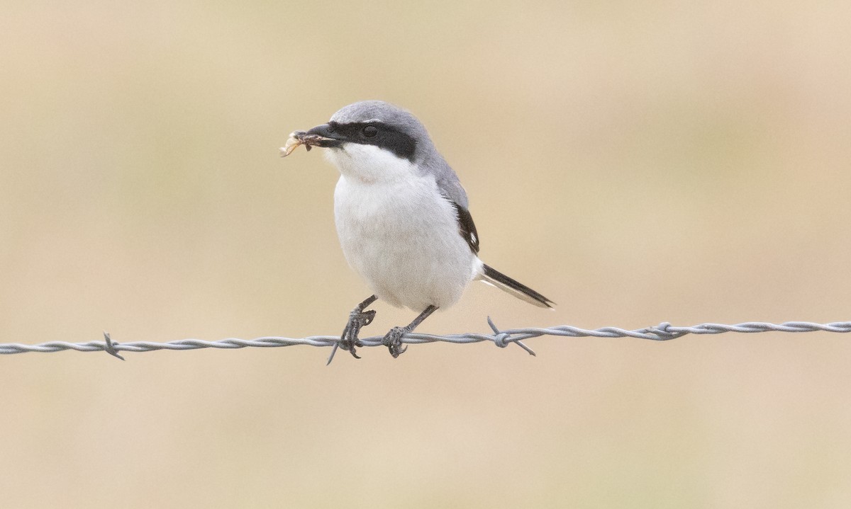 Loggerhead Shrike - ML632923881