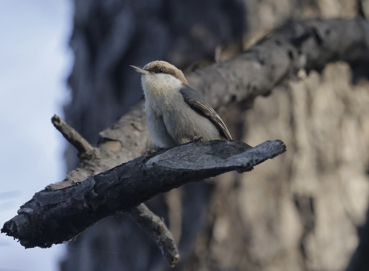 Brown-headed Nuthatch - ML632923969