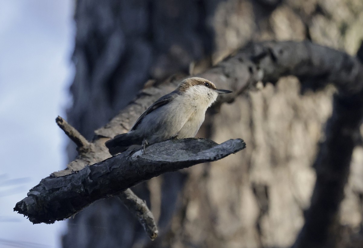 Brown-headed Nuthatch - ML632923989