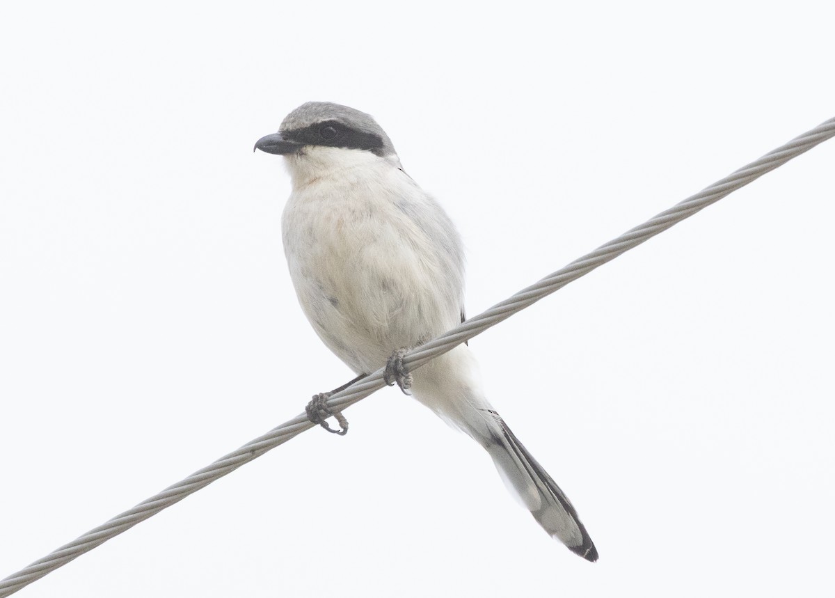 Loggerhead Shrike - ML632923998