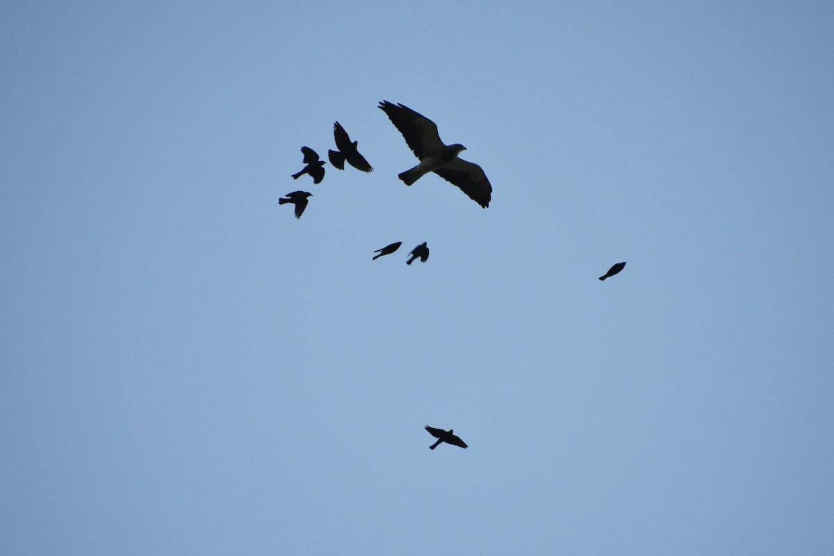 Swainson's Hawk - ML632924097
