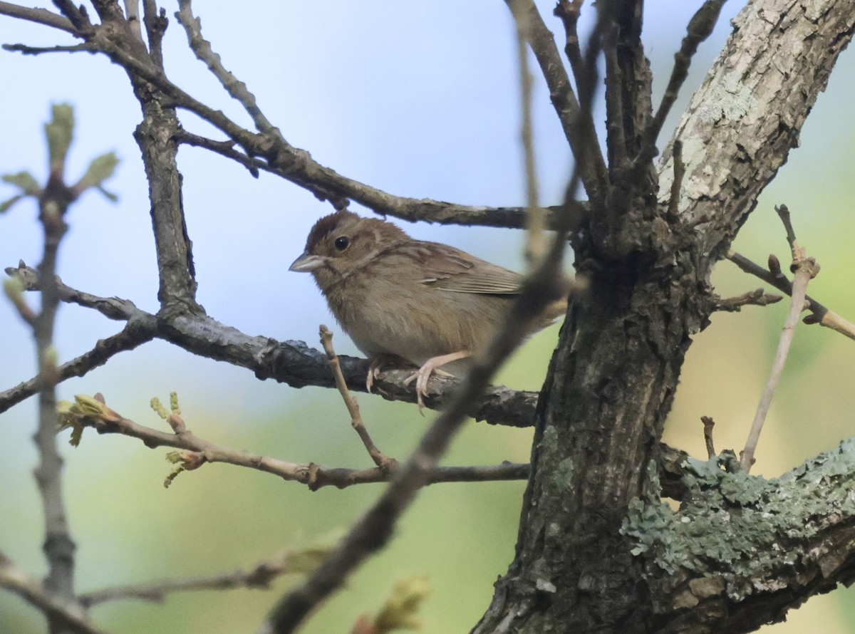 Bachman's Sparrow - ML632924103