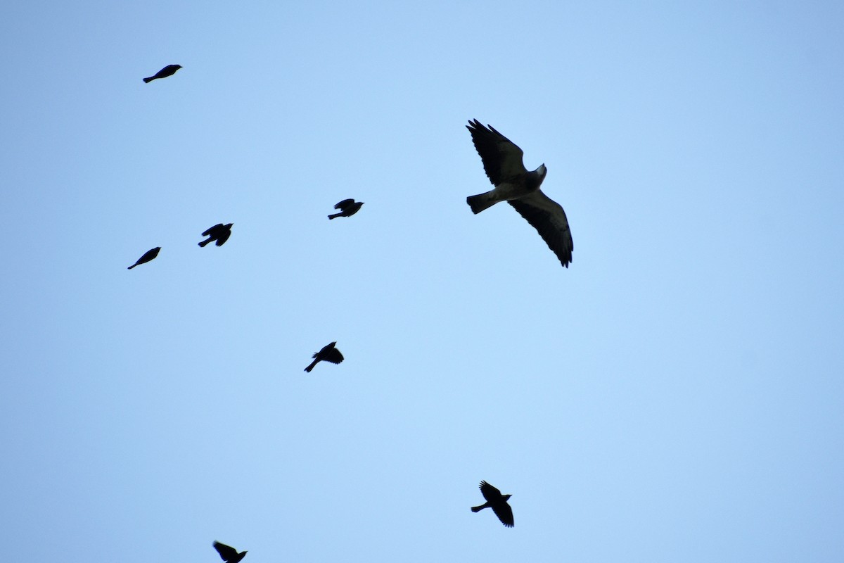 Swainson's Hawk - ML632924106
