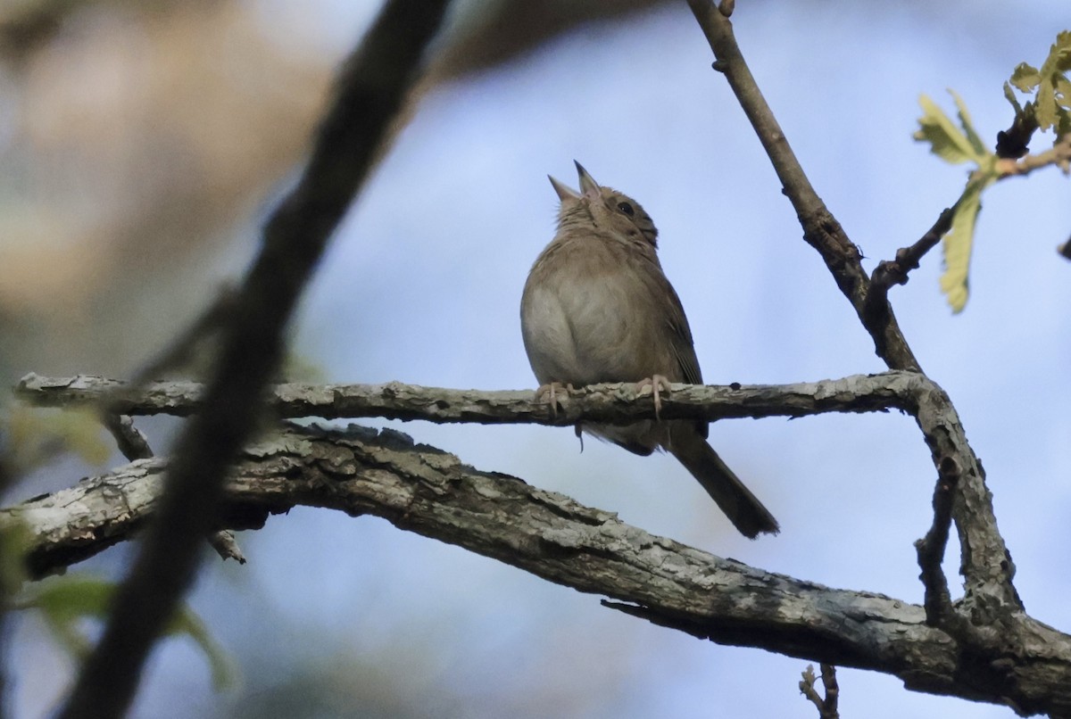 Bachman's Sparrow - ML632924113
