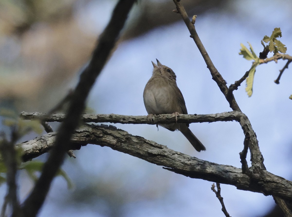 Bachman's Sparrow - ML632924120