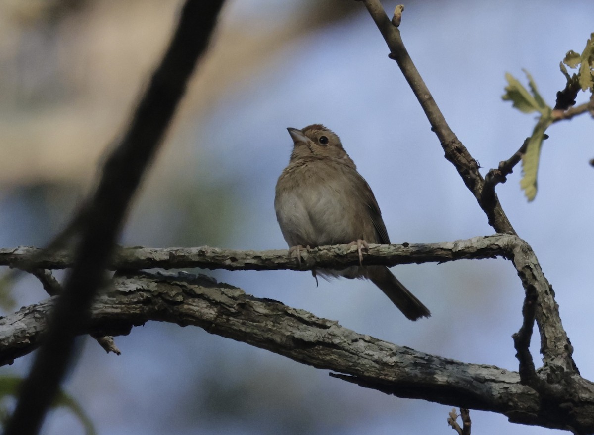 Bachman's Sparrow - ML632924128