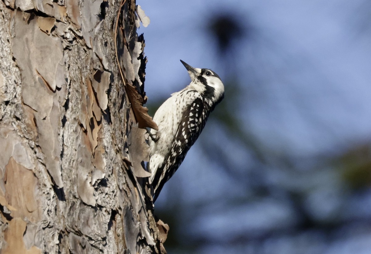 Red-cockaded Woodpecker - ML632924149
