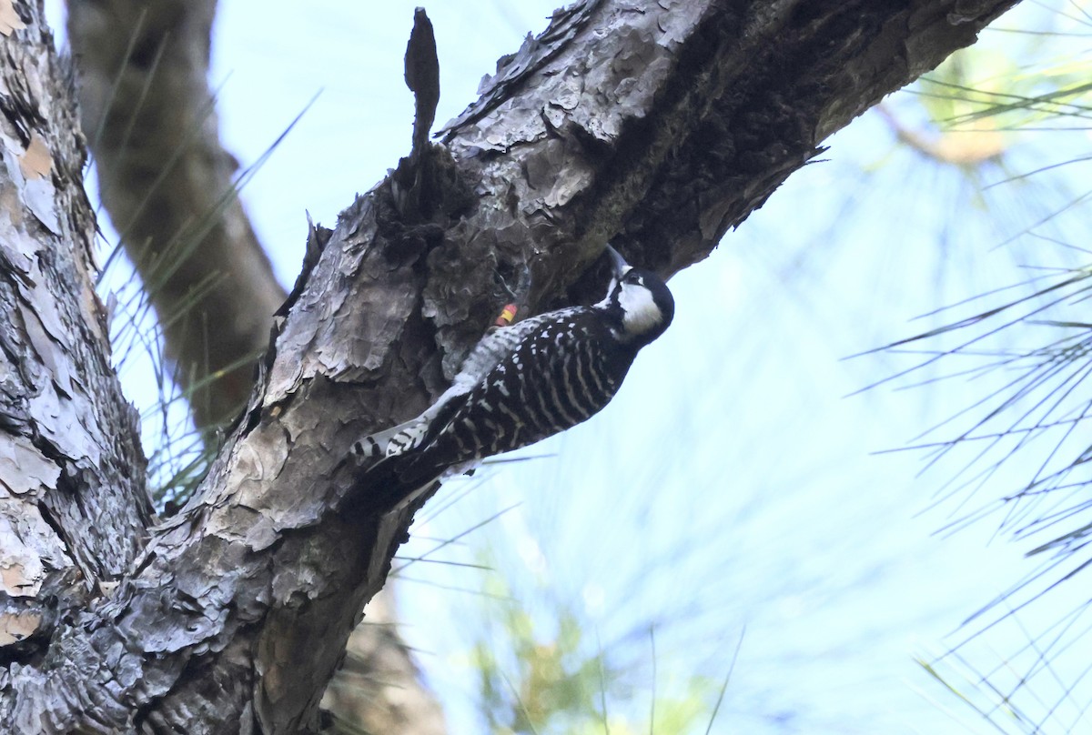 Red-cockaded Woodpecker - ML632924158