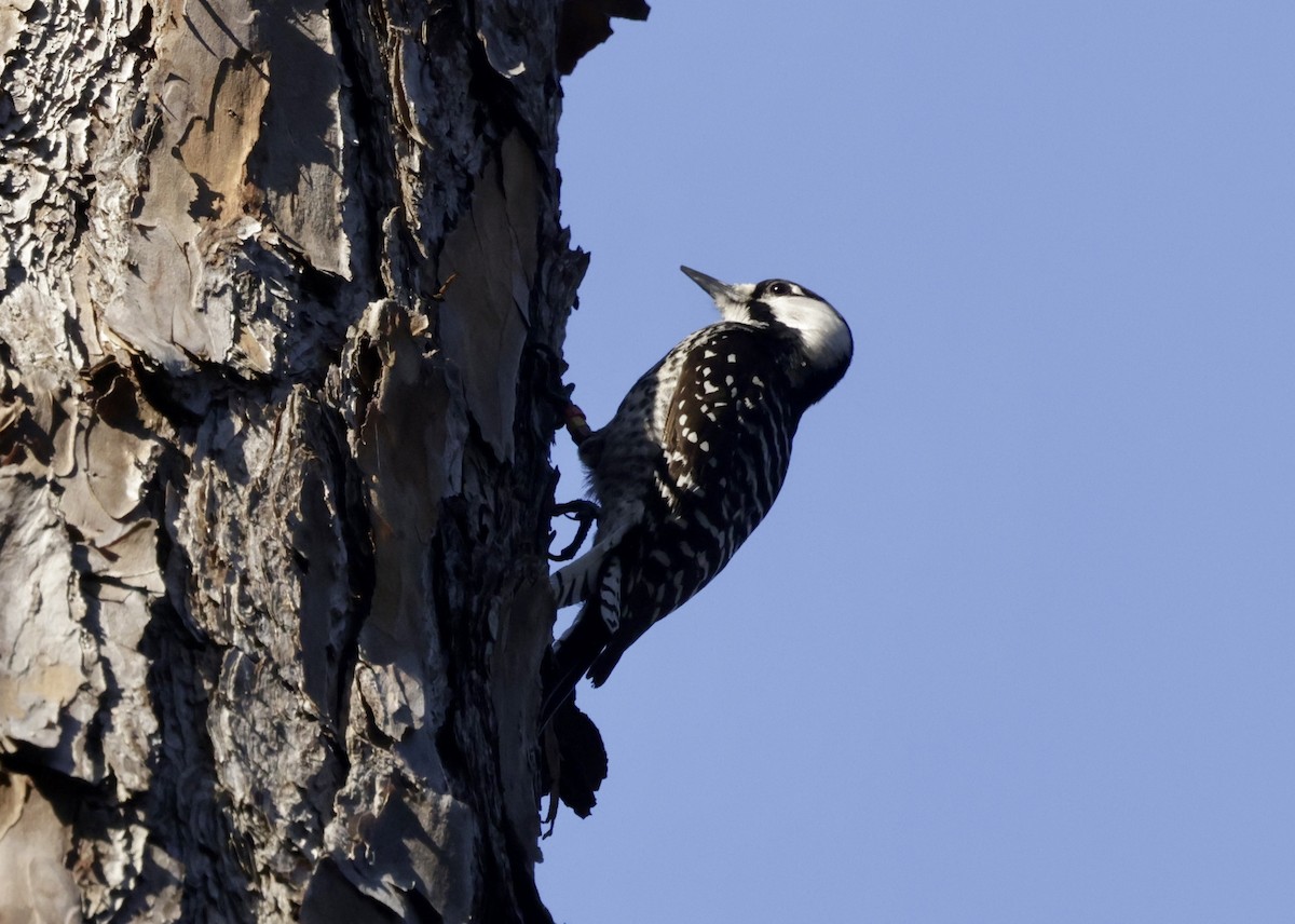 Red-cockaded Woodpecker - ML632924161