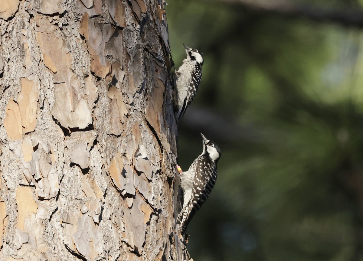 Red-cockaded Woodpecker - ML632924169