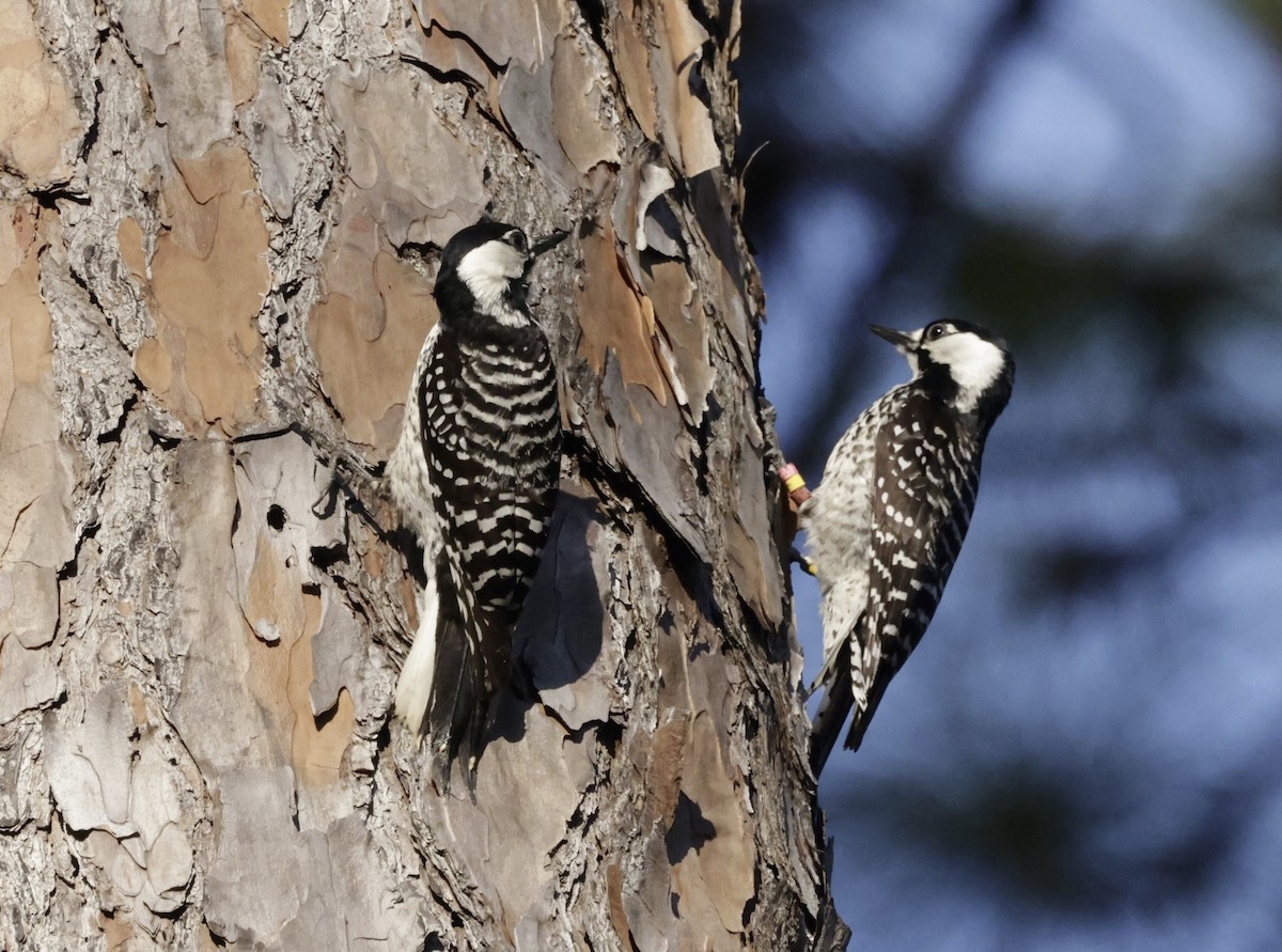 Red-cockaded Woodpecker - ML632924172
