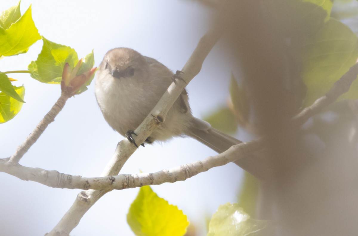 Bushtit - ML632924231