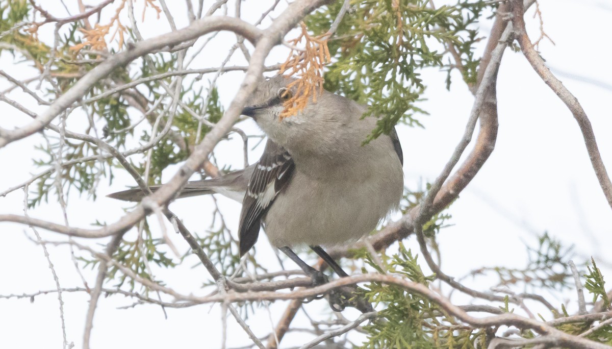 Northern Mockingbird - ML632924542
