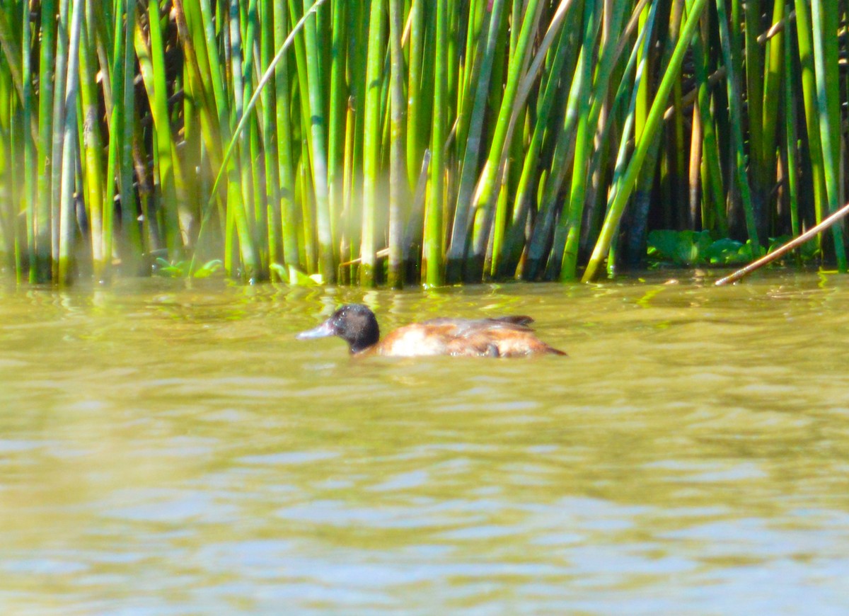 Black-headed Duck - ML632924547