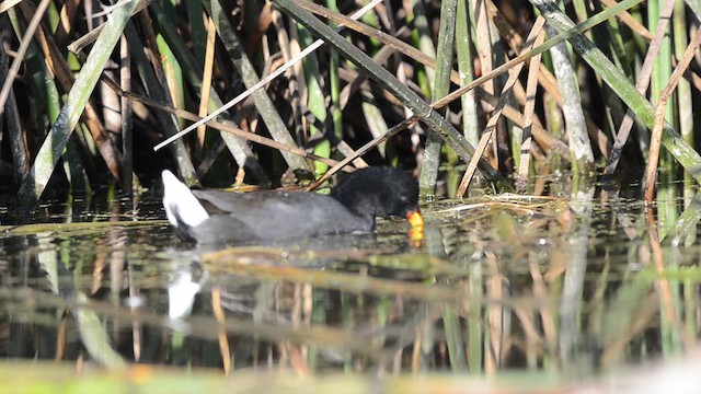Red-fronted Coot - ML632924587