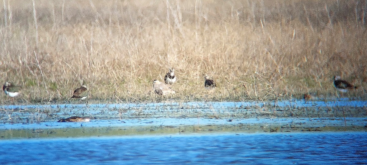 Sociable Lapwing - ML632924609