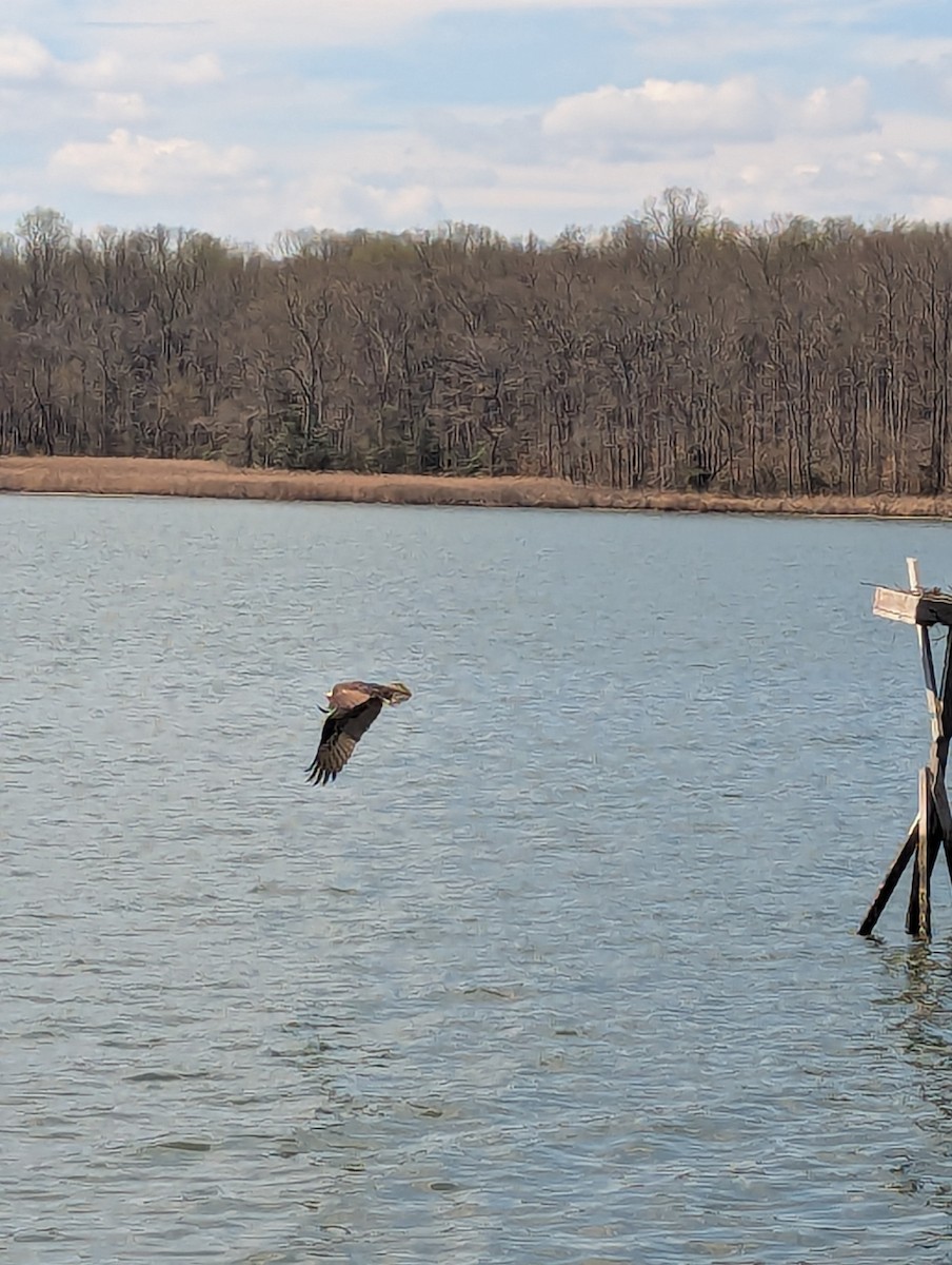 Osprey - ML632924658