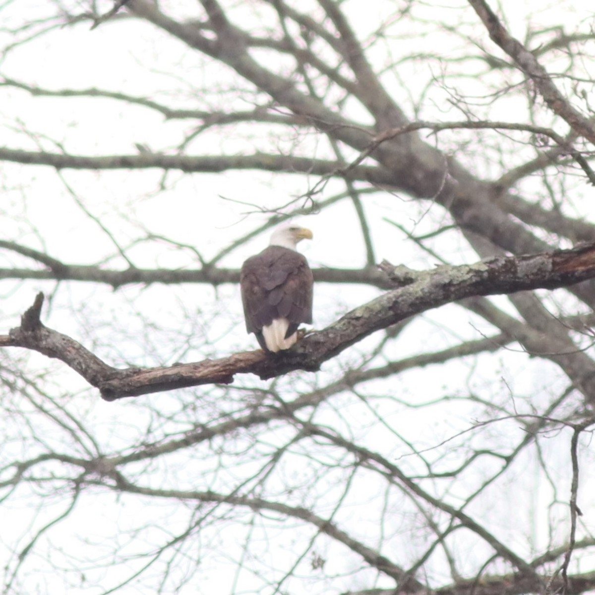 Bald Eagle - ML632924671
